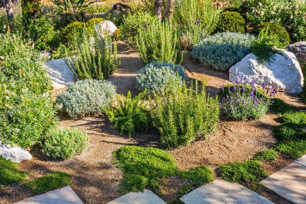 Coloradoscaping — Colorado native plants, lavender and ornamental grasses