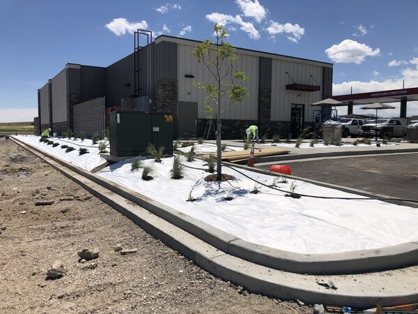 Newly planted tree and shrub bed with landscape fabric at a newly constructed commercial building