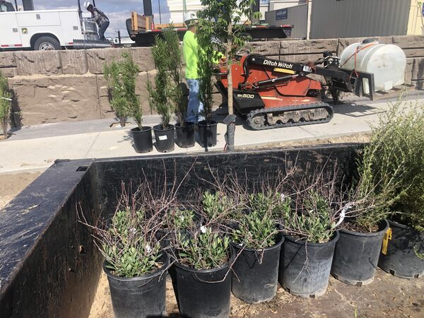 Metropolitan Total Property crew staging trees and shrubs beside a mini track loader on a commercial site