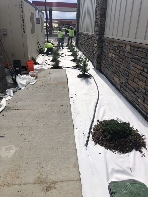 Crew installing shrubs and ornamental grasses on landscape fabric along a commercial building