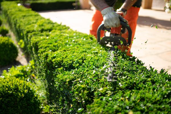 Professional lawn and shrub maintenance — hedge trimming