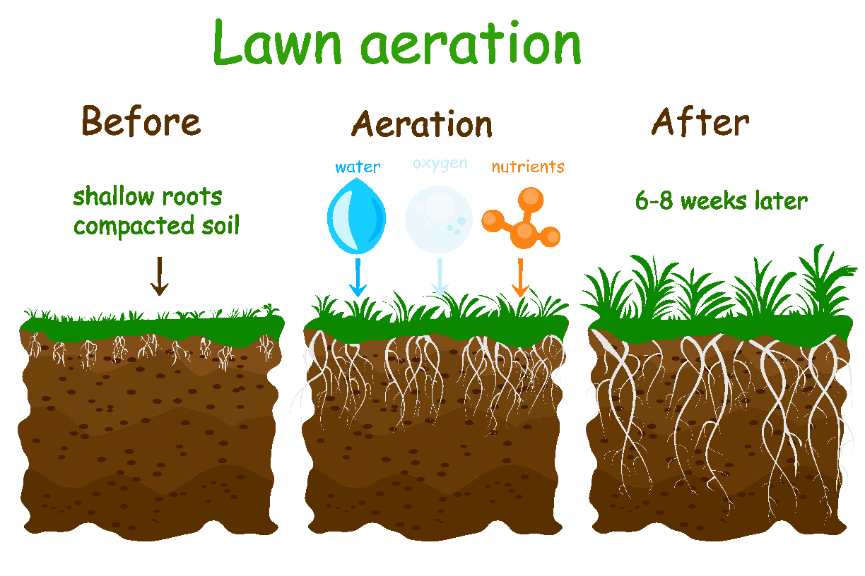 lawn aeration infographic