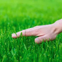 hand-on-lawn